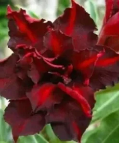 4 Dark Red Desert Rose Seeds for Planting Adenium Obesum Flowers Flower Perennial