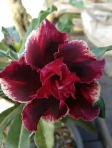 4 Double Red Magenta Desert Rose Seeds for Planting Adenium Obesum Flower Exotic Seed