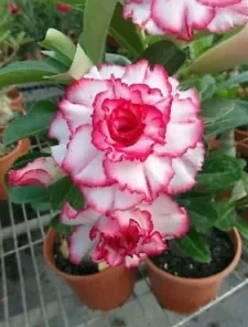 4 Double Red White Desert Rose Seeds for Planting Adenium Obesum Flower Perennial Seed