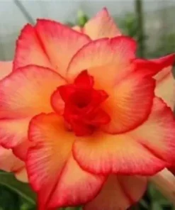 4 Double Red Yellow Desert Rose Seeds for Planting Adenium Obesum Flower Perennial Seed