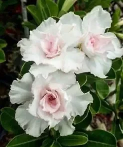 4 Double White Desert Rose Seeds for Planting Adenium Obesum Flower Bloom Perennial Seed