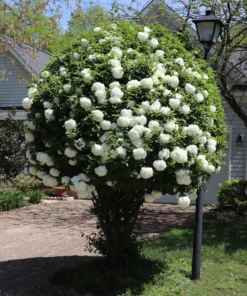 4 Japanese Snowball Bushes Shrubs Lacy White Globes Of Flower Clusters 2 Ft Tall Now