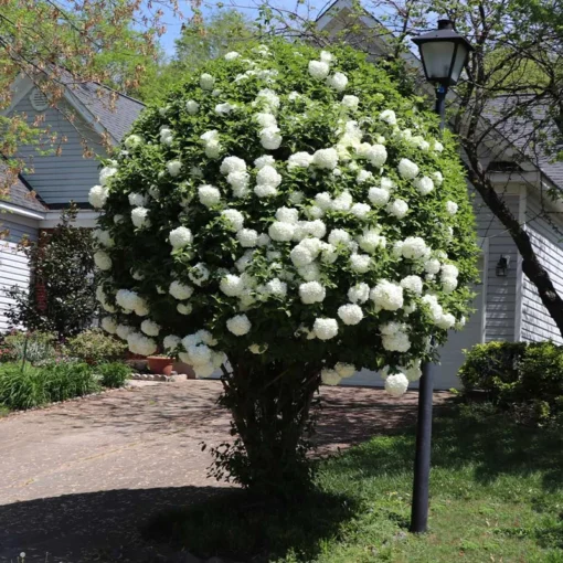 4 Japanese Snowball Bushes Shrubs Lacy White Globes Of Flower Clusters 2 Ft Tall Now