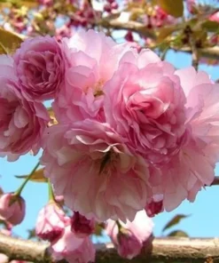 4 Kwanzan Cherry Blossom Trees Pink Flowering Carnation 2-3 Ft