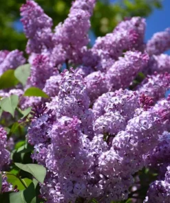 4 Live Old Fashioned Purple Lilac Bushes The Scent Of Spring Beautiful Blooms Can Live To 100 Years Old 1-2 Ft Tall Now