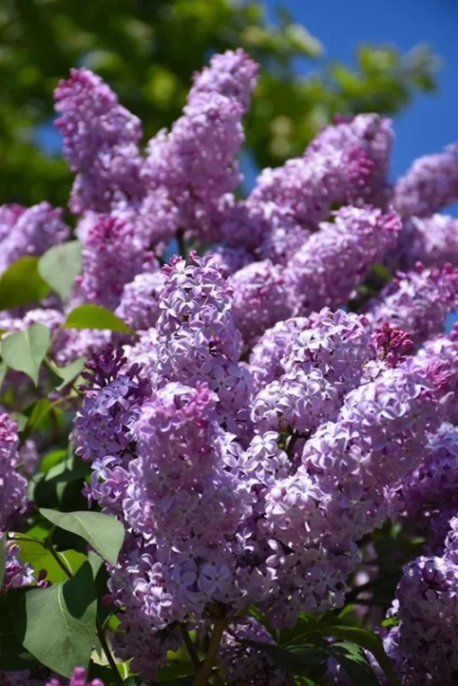 4 Live Old Fashioned Purple Lilac Bushes The Scent Of Spring Beautiful Blooms Can Live To 100 Years Old 1-2 Ft Tall Now