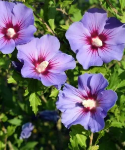 4 Live Purple Althea Rose Of Sharon Trees Shrub Bushes Large Blooms Each Summer 2-3 ft Tall