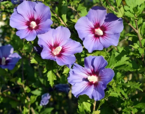 4 Live Purple Althea Rose Of Sharon Trees Shrub Bushes Large Blooms Each Summer 2-3 ft Tall