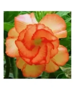 4 Orange Desert Rose Seeds for Planting Adenium Obesum Flower Perennial Flowers Seed