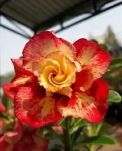 4 Orange Red Desert Rose Seeds for Planting Adenium Obesum Flower Perennial Seed