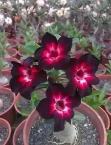 4 Pink Black White Desert Rose Seeds for Planting Adenium Obesum Flower Perennial Seed