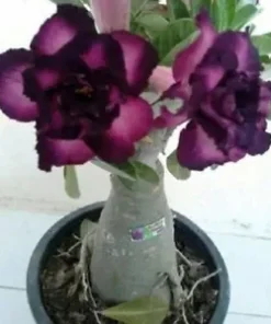 4 Purple Black Desert Rose Seeds for Planting Adenium Obesum Flowers Flower Perennial