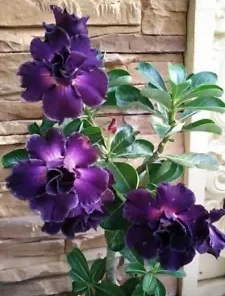 4 Purple Desert Rose Seeds for Planting Adenium Obesum Flower Perennial Flowers Seed