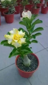 4 Rare Yellow White Desert Rose Seeds for Planting Adenium Obesum Perennial Flowers