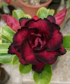 4 Red Black Desert Rose Seeds for Planting Adenium Obesum Flowers Perennial Seed Bloom