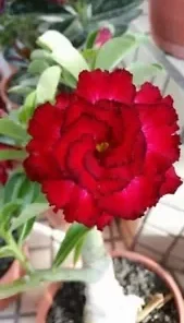 4 Red Black Tips Desert Rose Seeds for Planting Adenium Obesum Flowers Perennial Exotic