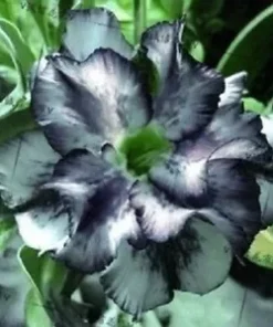 4 White Black Desert Rose Seeds for Planting Adenium Obesum Flowers Flower Perennial