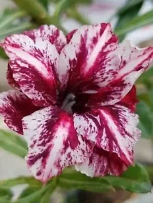 4 White Purple Desert Rose Seeds for Planting Adenium Obesum Flower Perennial Exotic Seed