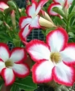 4 White Red Desert Rose Seeds for Planting Adenium Obesum Flower Exotic Seed Flowers