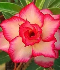 4 Yellow Red Desert Rose Seeds for Planting Adenium Obesum Flower Perennial Seed Flowers