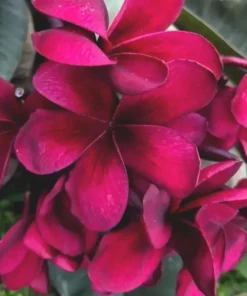 5 Birght Pink Plumeria Flower Seeds, Plumeria Seeds For Planting, Plumeria Frangipani Seeds, Plumeria Plant Seeds, Tropical Flower Plant, Perennial Flower Seeds