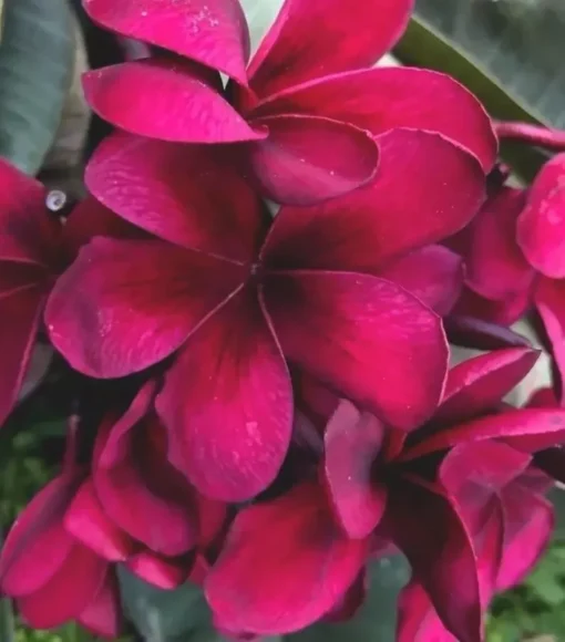 5 Birght Pink Plumeria Flower Seeds, Plumeria Seeds For Planting, Plumeria Frangipani Seeds, Plumeria Plant Seeds, Tropical Flower Plant, Perennial Flower Seeds