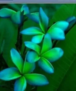 5 Blue Green Plumeria Flower Seeds, Plumeria Seeds For Planting, Plumeria Frangipani Seeds, Plumeria Plant Seeds, Tropical Flower Plant, Perennial Flower Seeds