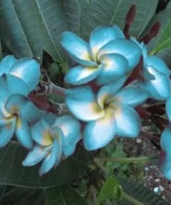 5 Blue White Plumeria Flower Seeds, Plumeria Seeds For Planting, Plumeria Frangipani Seeds, Plumeria Plant Seeds, Tropical Flower Plant, Perennial Flower Seeds