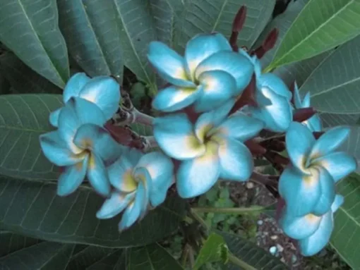 5 Blue White Plumeria Flower Seeds, Plumeria Seeds For Planting, Plumeria Frangipani Seeds, Plumeria Plant Seeds, Tropical Flower Plant, Perennial Flower Seeds