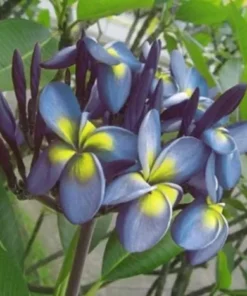 5 Blue Yellow Plumeria Flower Seeds, Plumeria Seeds For Planting, Plumeria Frangipani Seeds, Plumeria Plant Seeds, Tropical Flower Plant, Perennial Flower Seeds