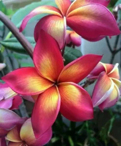 5 Bright Pink Orange Plumeria Flower Seeds, Plumeria Seeds For Planting, Plumeria Frangipani Seeds, Plumeria Plant Seeds, Tropical Flower Plant, Perennial Flower Seeds