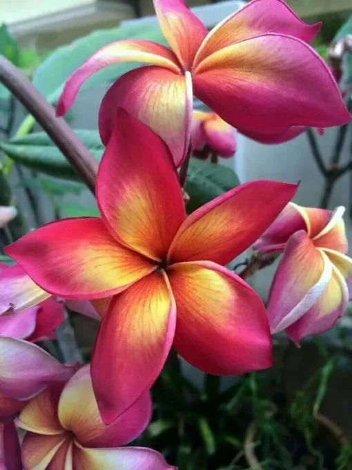 5 Bright Pink Orange Plumeria Flower Seeds, Plumeria Seeds For Planting, Plumeria Frangipani Seeds, Plumeria Plant Seeds, Tropical Flower Plant, Perennial Flower Seeds