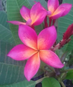 5 Bright Pink Orange Plumeria Flower Seeds, Plumeria Seeds For Planting, Plumeria Plant Seeds, Plumeria Frangipani Seeds, Tropical Flower Plant, Perennial Flower Seeds