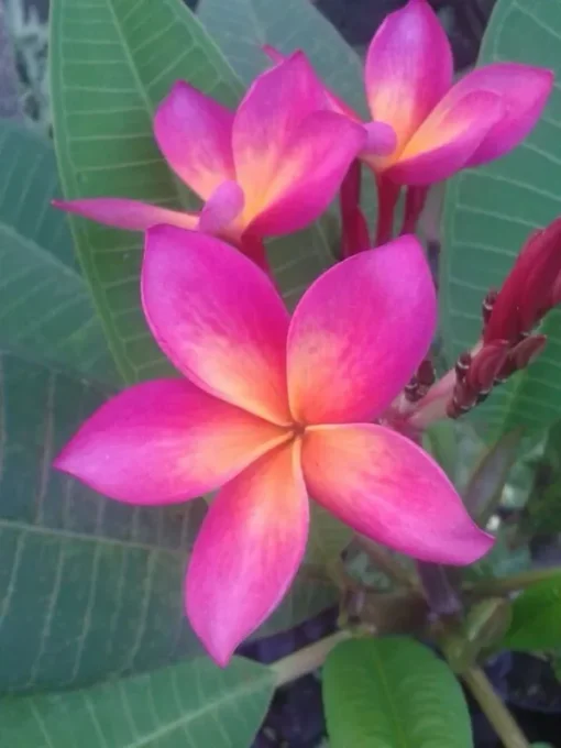 5 Bright Pink Orange Plumeria Flower Seeds, Plumeria Seeds For Planting, Plumeria Plant Seeds, Plumeria Frangipani Seeds, Tropical Flower Plant, Perennial Flower Seeds