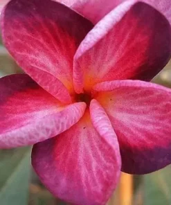 5 Bright Pink Purple Plumeria Flower Seeds, Plumeria Seeds For Planting, Plumeria Frangipani Seeds, Plumeria Plant Seeds, Tropical Flower Plant, Perennial Flower Seeds