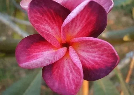 5 Bright Pink Purple Plumeria Flower Seeds, Plumeria Seeds For Planting, Plumeria Frangipani Seeds, Plumeria Plant Seeds, Tropical Flower Plant, Perennial Flower Seeds