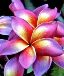 5 Bright Pink Yellow Orange Plumeria Flower Seeds, Plumeria Seeds For Planting, Plumeria Frangipani Seeds, Plumeria Plant Seeds, Tropical Flower Plant, Perennial Flower Seeds