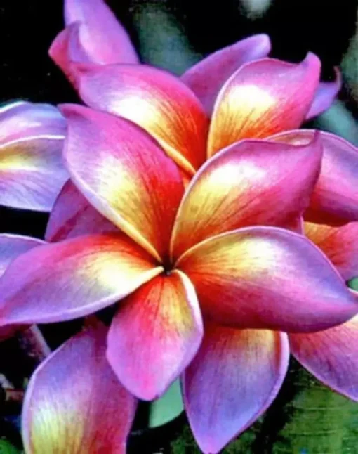 5 Bright Pink Yellow Orange Plumeria Flower Seeds, Plumeria Seeds For Planting, Plumeria Frangipani Seeds, Plumeria Plant Seeds, Tropical Flower Plant, Perennial Flower Seeds