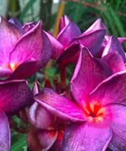 5 Bright Purple Pink Plumeria Flower Seeds, Plumeria Seeds For Planting, Plumeria Frangipani Seeds, Plumeria Plant Seeds, Tropical Flower Plant, Perennial Flower Seeds