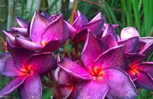 5 Bright Purple Pink Plumeria Flower Seeds, Plumeria Seeds For Planting, Plumeria Frangipani Seeds, Plumeria Plant Seeds, Tropical Flower Plant, Perennial Flower Seeds