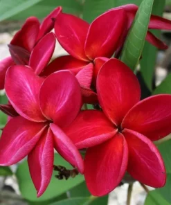 5 Bright Red Plumeria Flower Seeds, Plumeria Seeds For Planting, Plumeria Frangipani Seeds, Plumeria Plant Seeds, Tropical Flower Plant, Perennial Flower Seeds