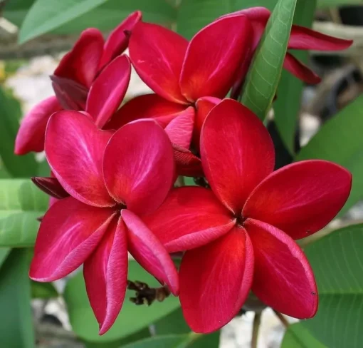 5 Bright Red Plumeria Flower Seeds, Plumeria Seeds For Planting, Plumeria Frangipani Seeds, Plumeria Plant Seeds, Tropical Flower Plant, Perennial Flower Seeds