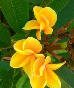 5 Bright Yellow Plumeria Flower Seeds, Plumeria Seeds For Planting, Plumeria Frangipani Seeds, Plumeria Plant Seeds, Tropical Flower Plant, Perennial Flower Seeds