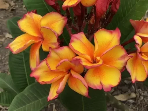 5 Bright Yellow Plumeria Flower Seeds, Plumeria Seeds For Planting, Plumeria Plant Seeds, Plumeria Frangipani Seeds,Tropical Flower Plant, Perennial Flower Seeds