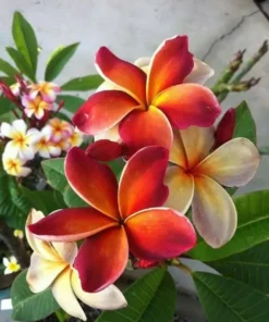 5 Dark Orange Plumeria Flower Seeds, Plumeria Seeds For Planting, Plumeria Frangipani Seeds, Plumeria Plant Seeds, Tropical Flower Plant, Perennial Flower Seeds