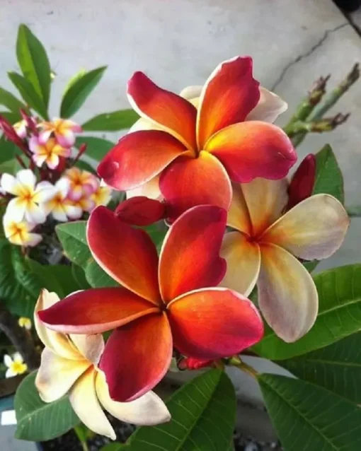 5 Dark Orange Plumeria Flower Seeds, Plumeria Seeds For Planting, Plumeria Frangipani Seeds, Plumeria Plant Seeds, Tropical Flower Plant, Perennial Flower Seeds