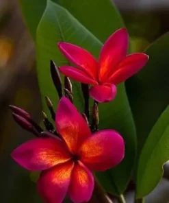 5 Dark Pink Orange Plumeria Flower Seeds, Plumeria Seeds For Planting, Plumeria Frangipani Seeds, Plumeria Plant Seeds, Tropical Flower Plant, Perennial Flower Seeds