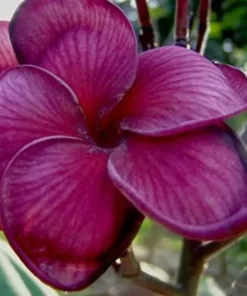 5 Dark Purple Plumeria Flower Seeds, Plumeria Seeds For Planting, Plumeria Plant Seeds, Plumeria Frangipani Seeds, Tropical Flower Plant, Perennial Flower Seeds