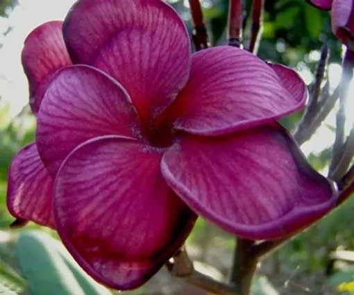 5 Dark Purple Plumeria Flower Seeds, Plumeria Seeds For Planting, Plumeria Plant Seeds, Plumeria Frangipani Seeds, Tropical Flower Plant, Perennial Flower Seeds