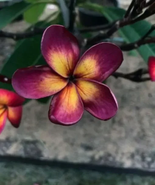 5 Dark Purple Yellow Plumeria Flower Seeds, Plumeria Seeds For Planting, Plumeria Frangipani Seeds, Plumeria Plant Seeds, Tropical Flower Plant, Perennial Flower Seeds